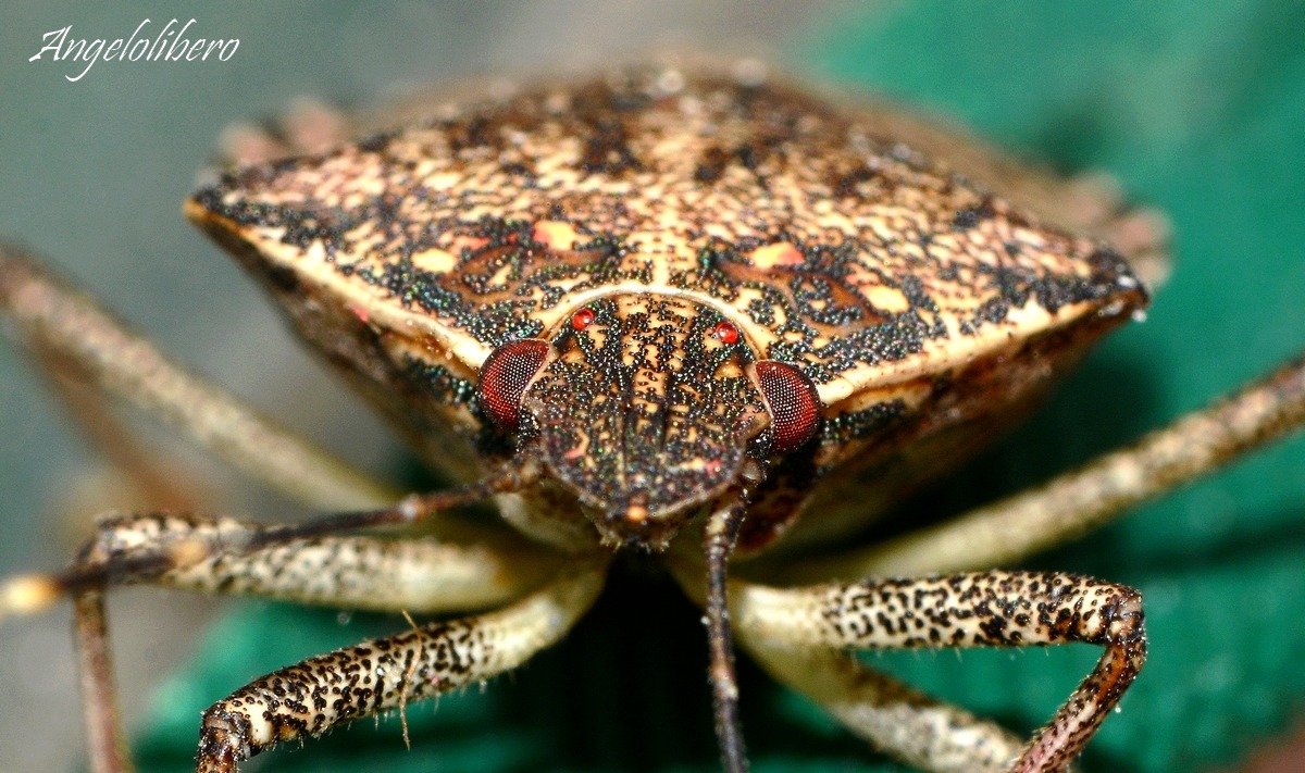 Il Risveglio della Cimice