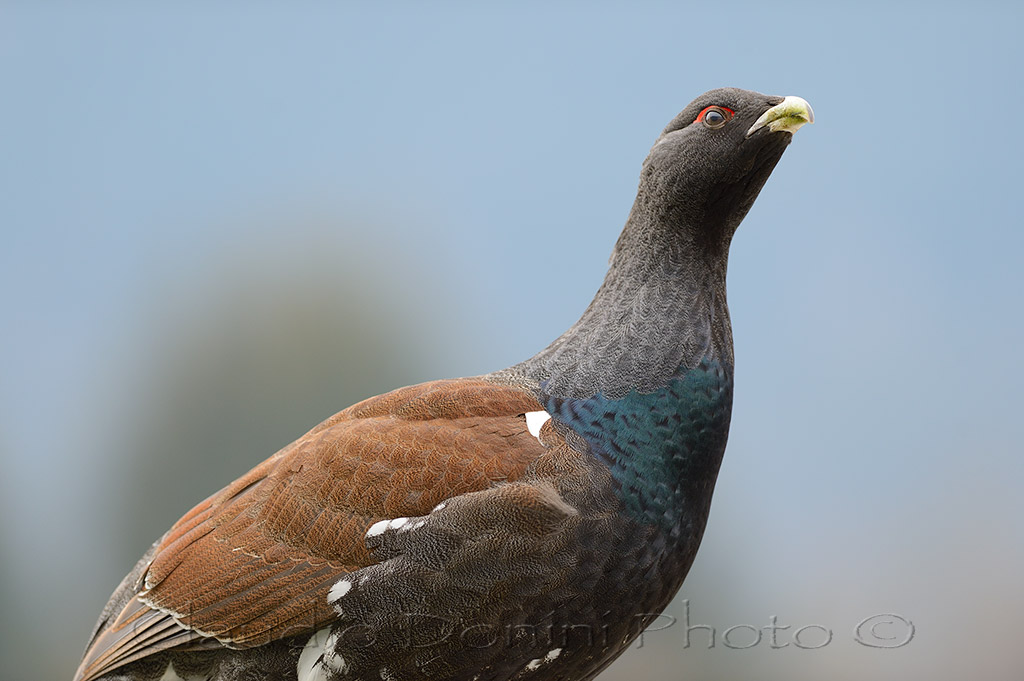 Portrait Gallo Cedrone