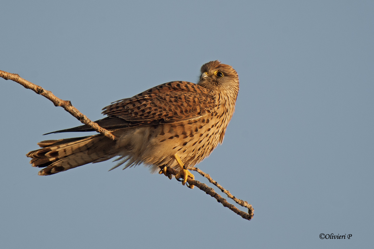 kestrel