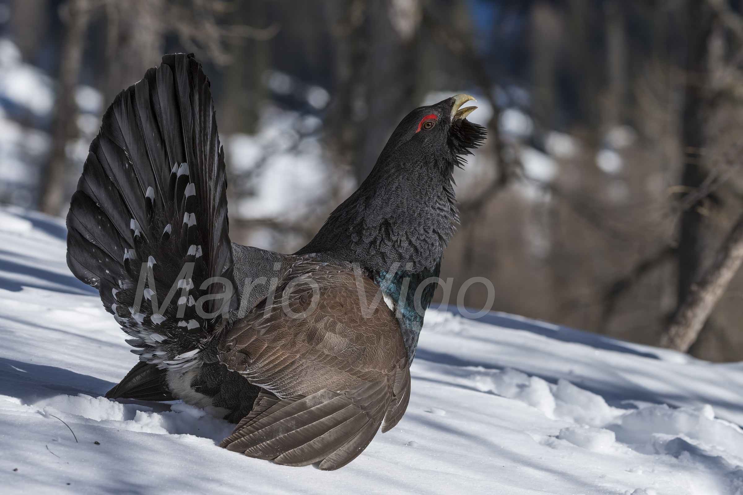 The beauty of the capercaillie