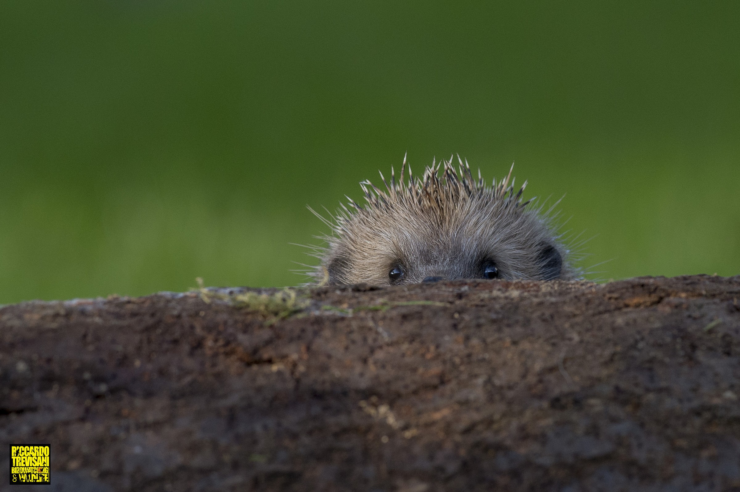 hedgehog curious