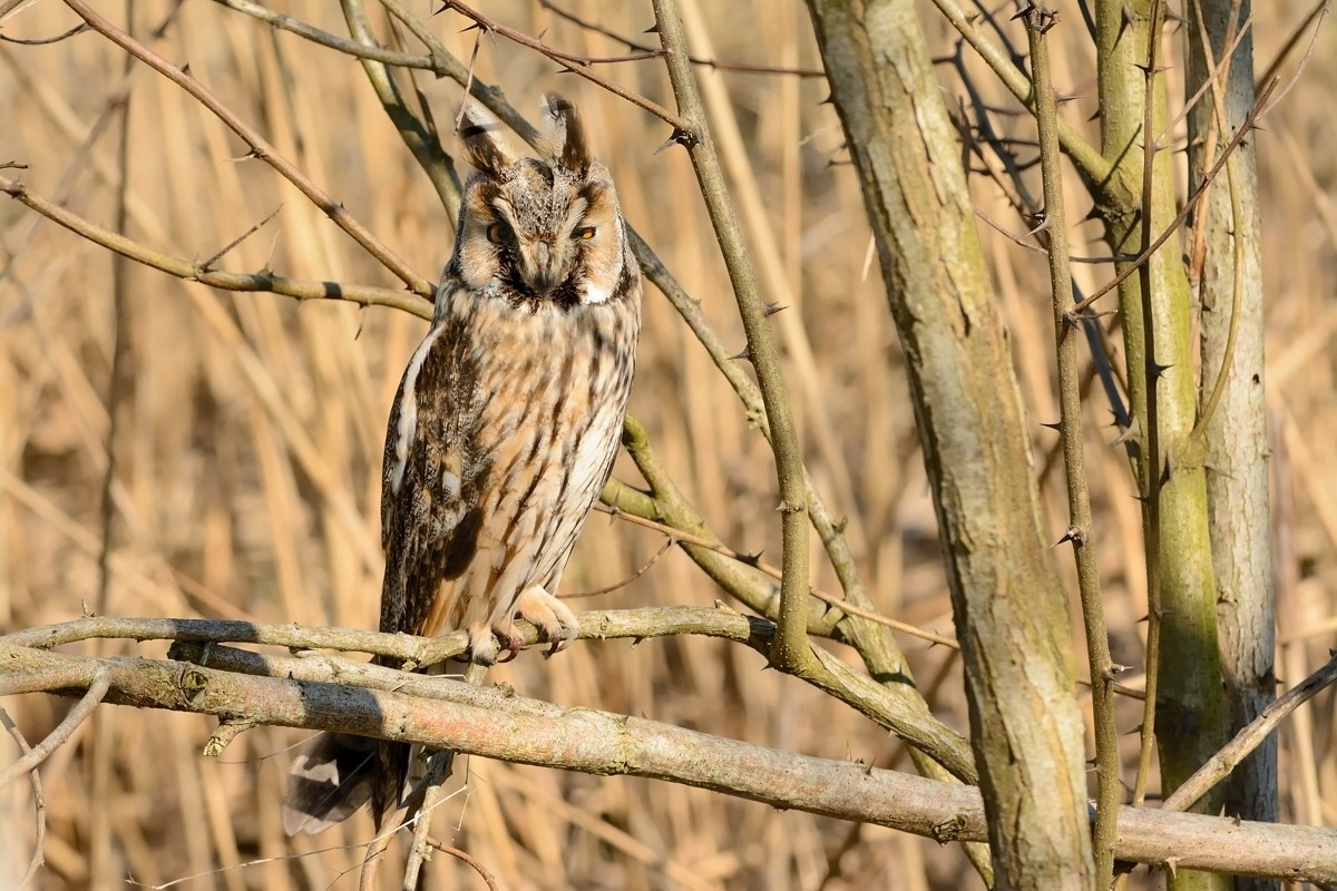 Owl common.
