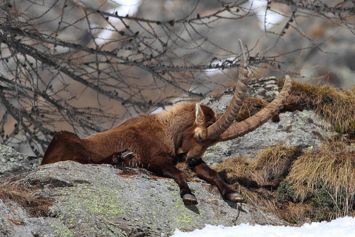 ... That abbiocco .... raga ...