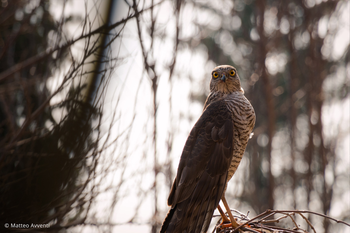 Sparrowhawk (female)