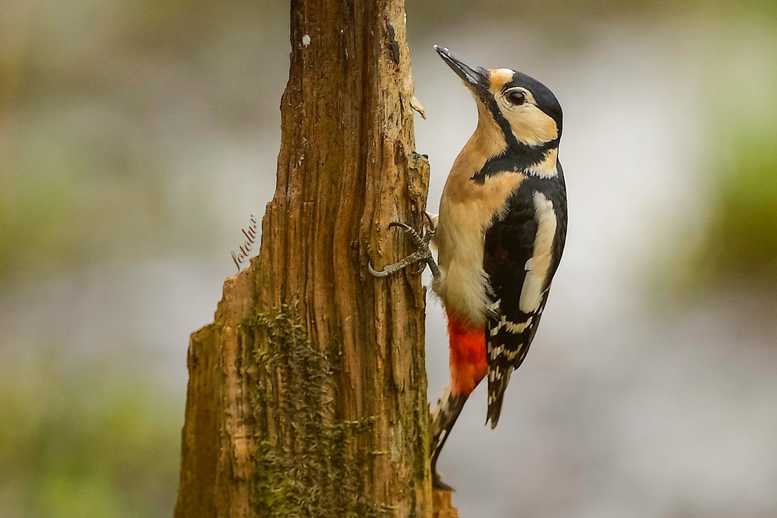 Picchio rosso magg. Oasi Cervara 2014