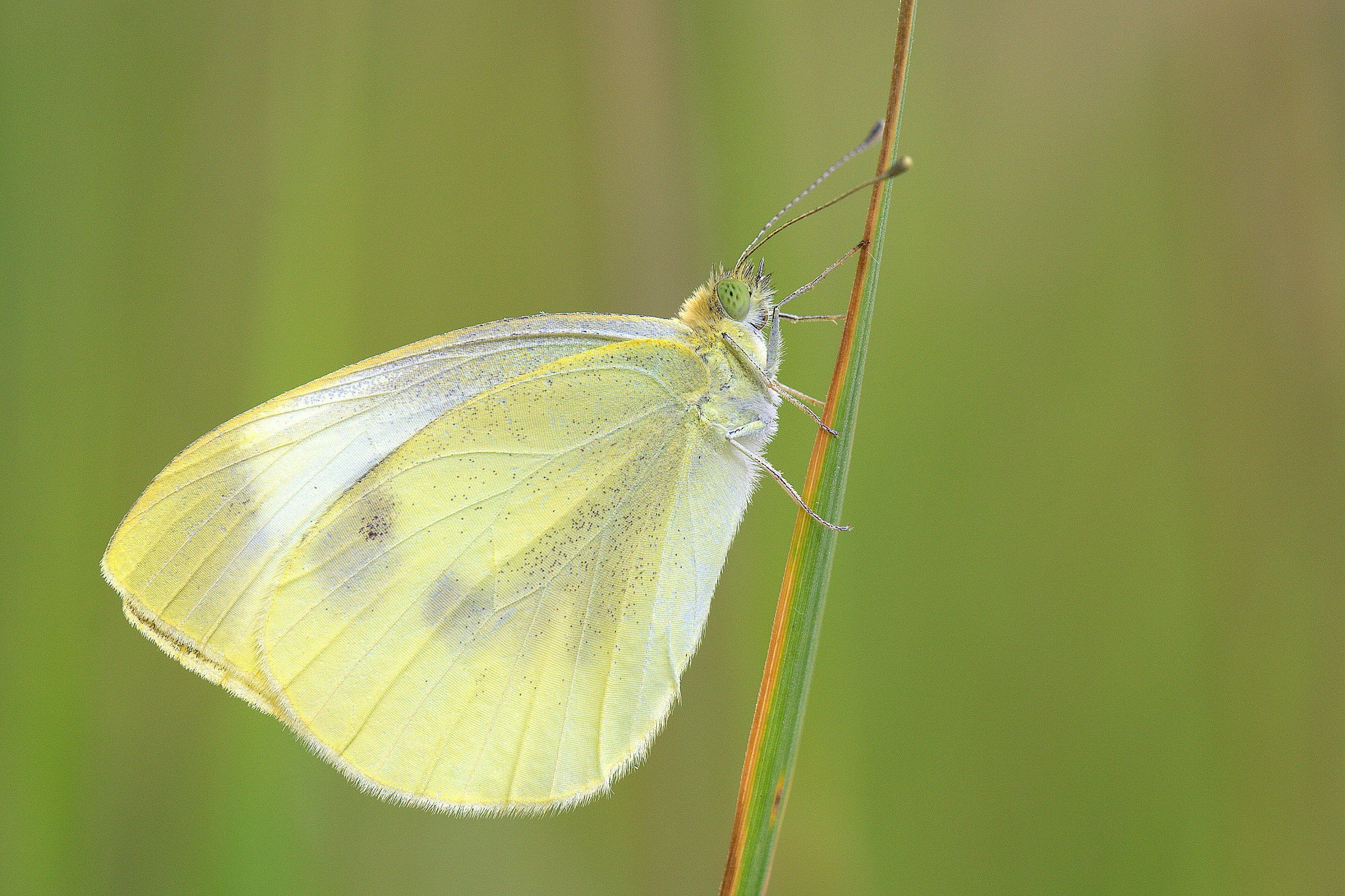 Pieris rapae