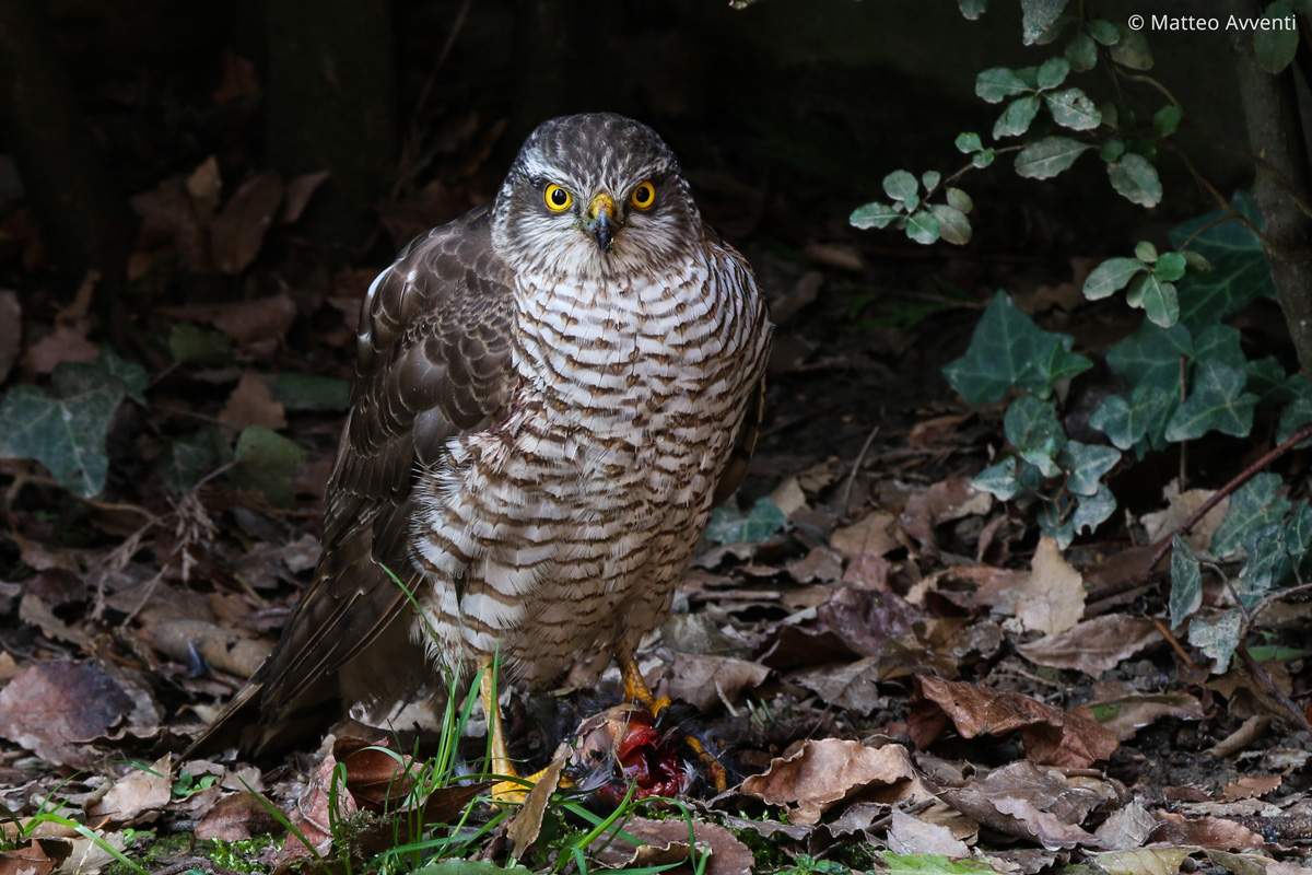 Breakfast! (Female sparrowhawk)