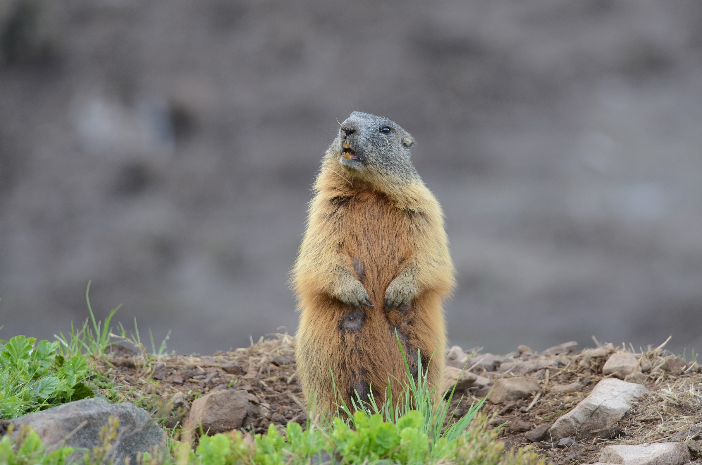 marmotta