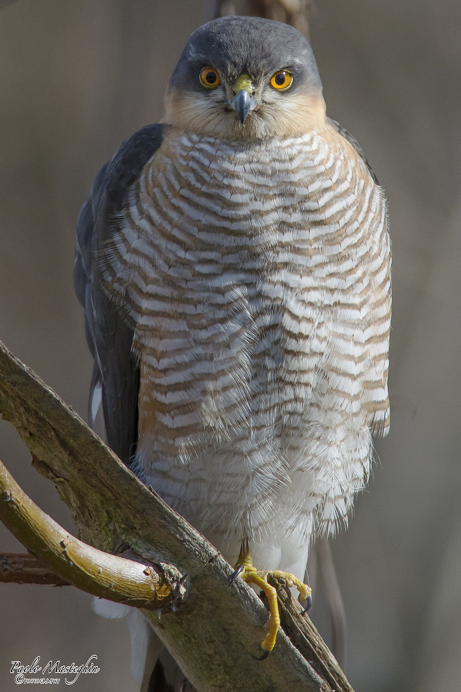 Hypnosis by Sparrowhawk ...