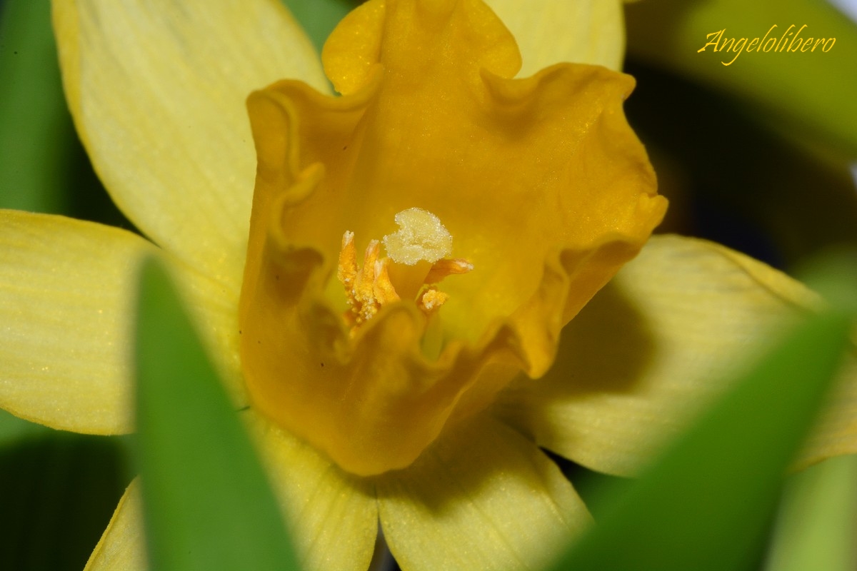 Narcissus Giallo