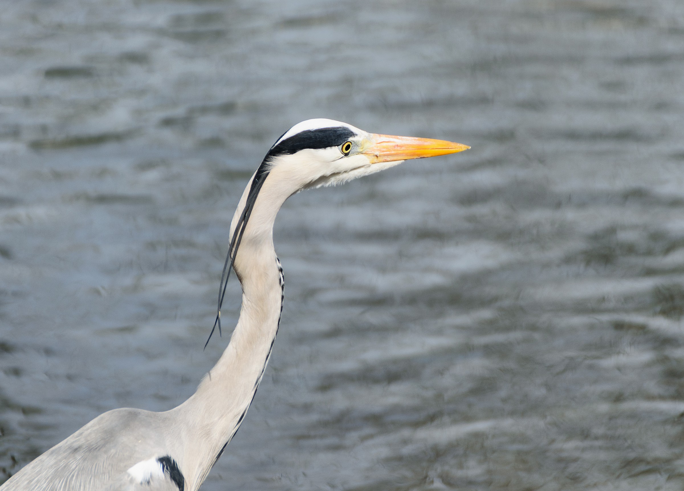 Airone cenerino (Ardea cinerea )