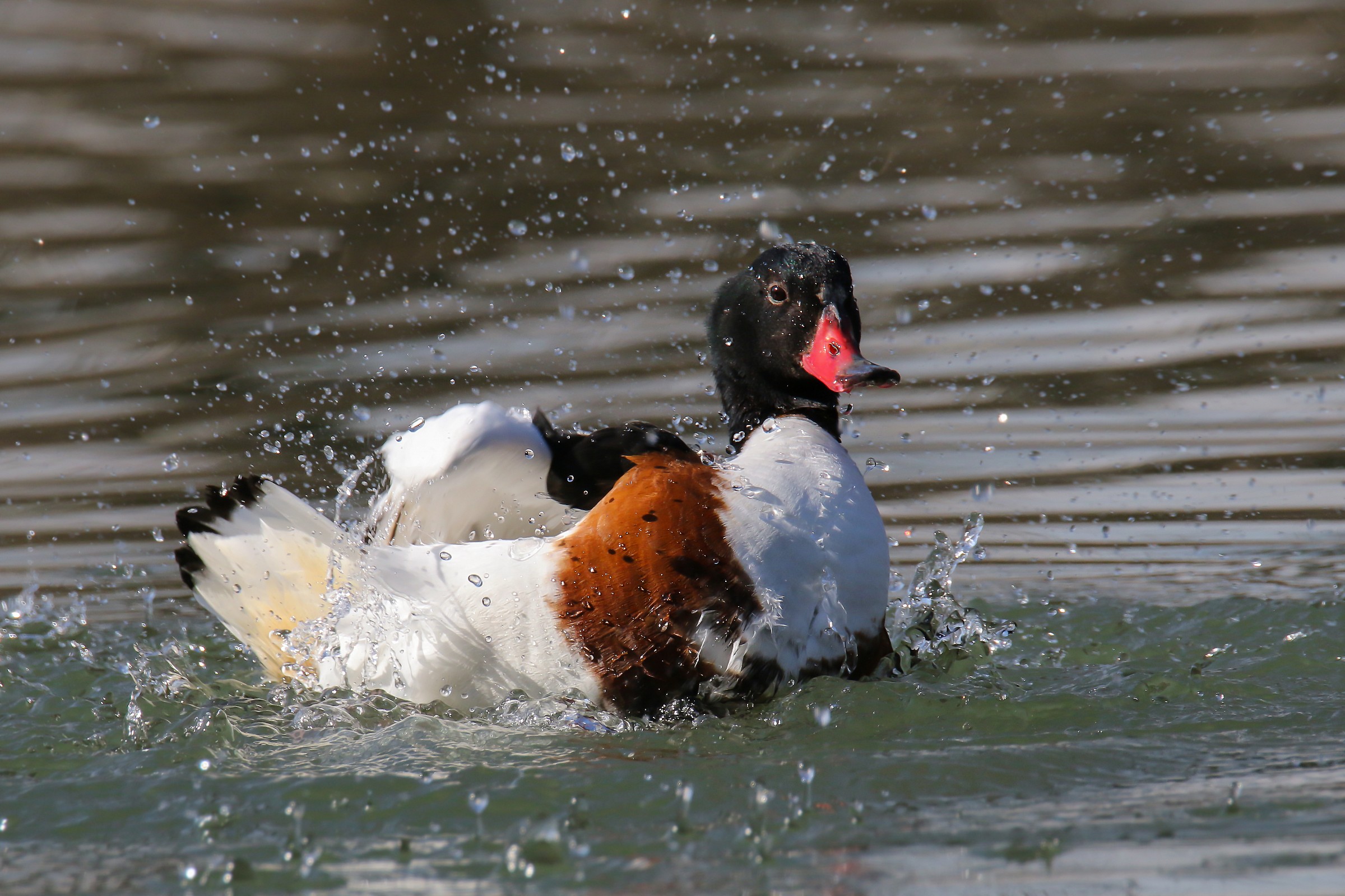 shelduck