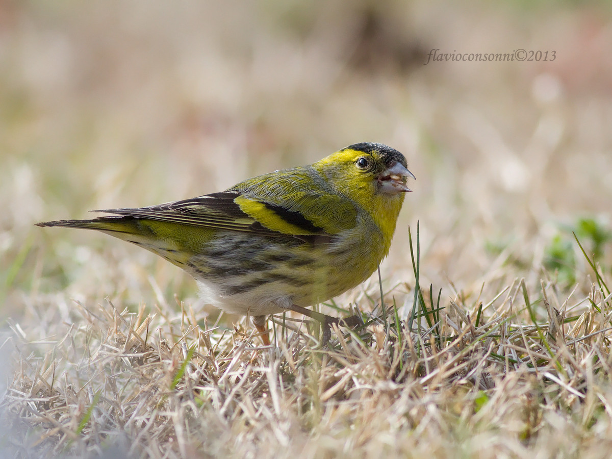 Siskin male