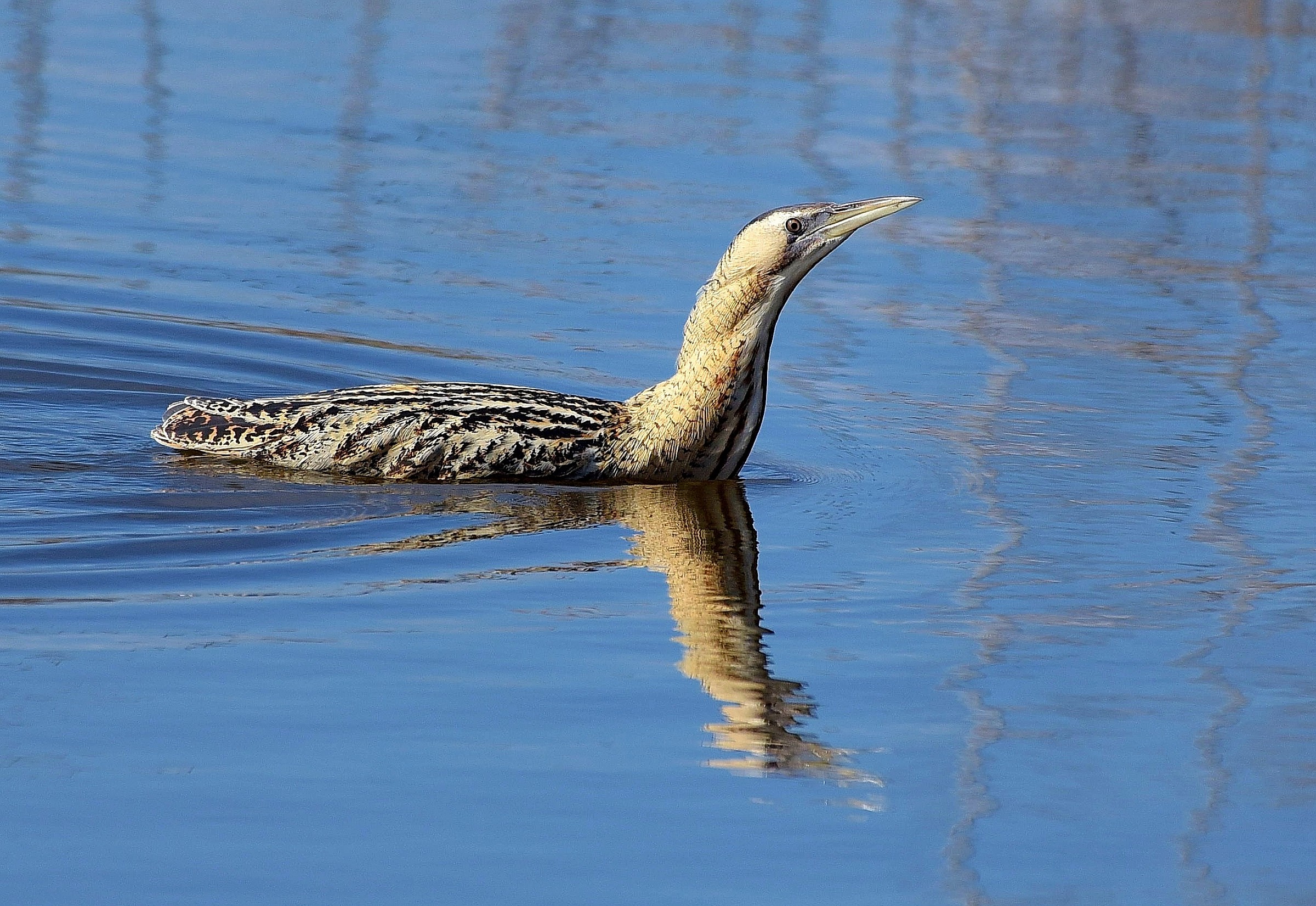 Tarabuso Galleggiante!