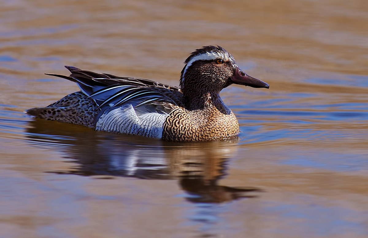garganey