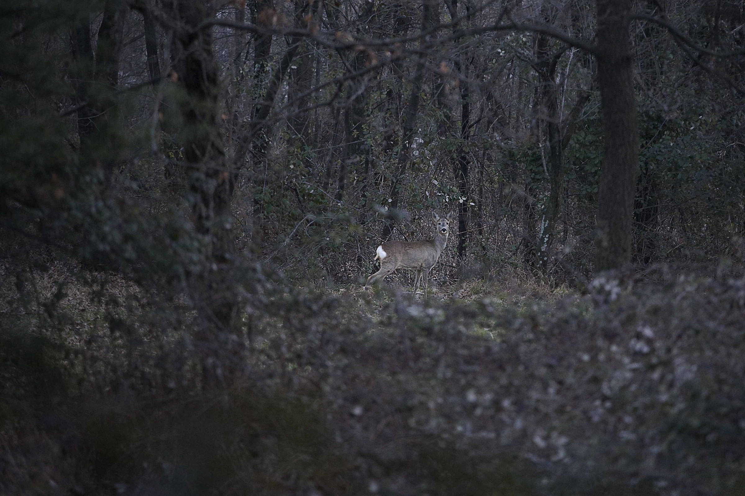 deer in the woods