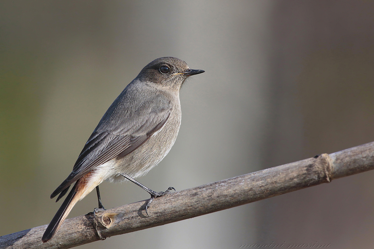 Black Redstart (Black redstart)