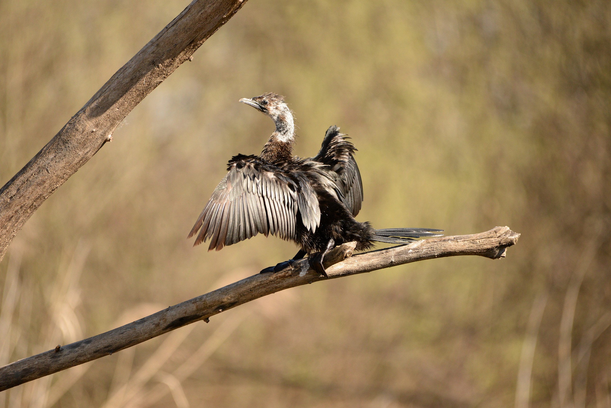pygmy cormorant