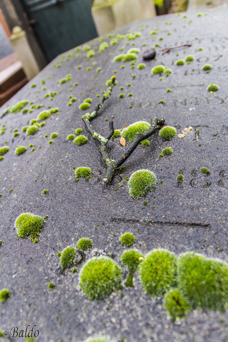 Parigi Cimitero Montparnasse