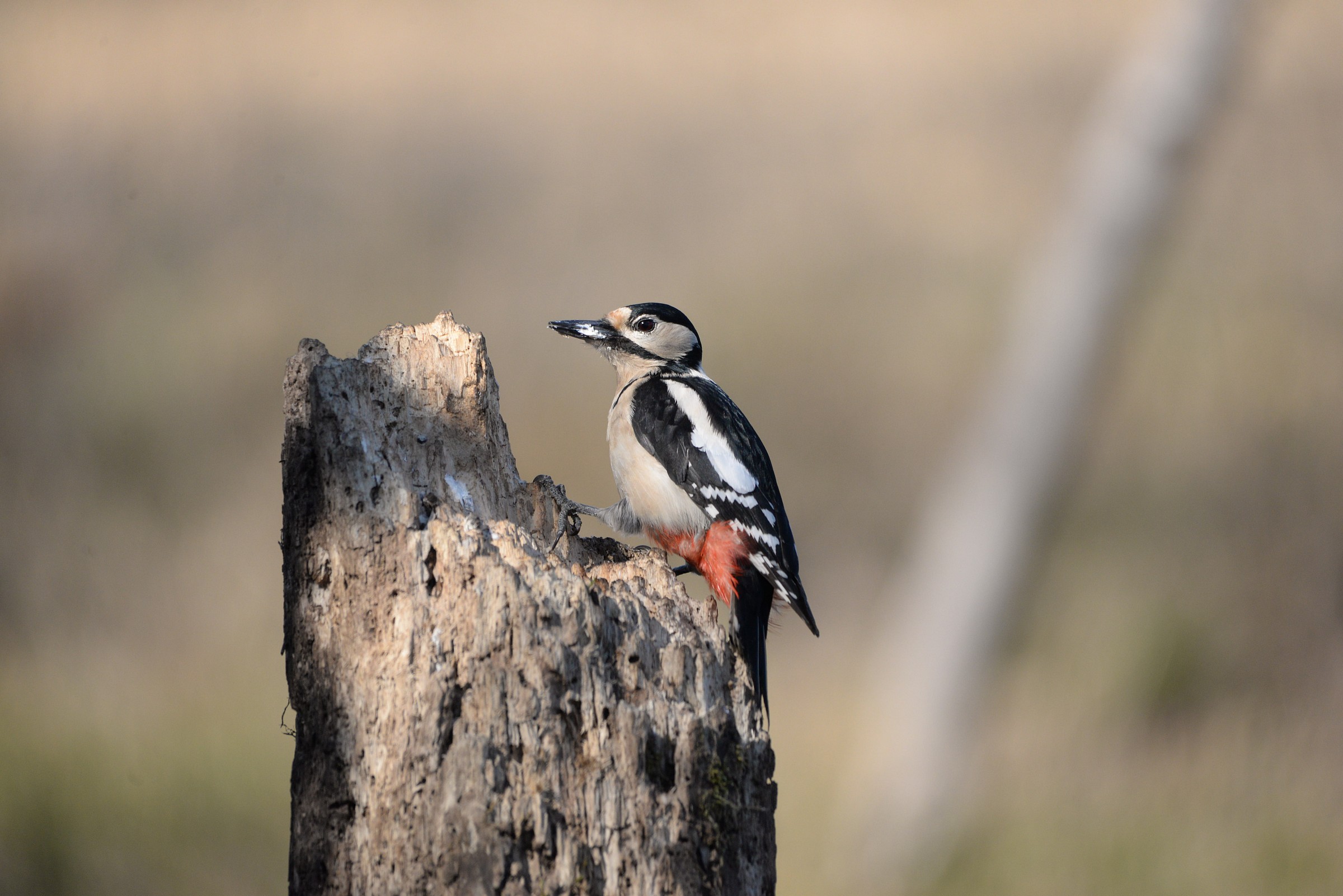 woodpecker 2