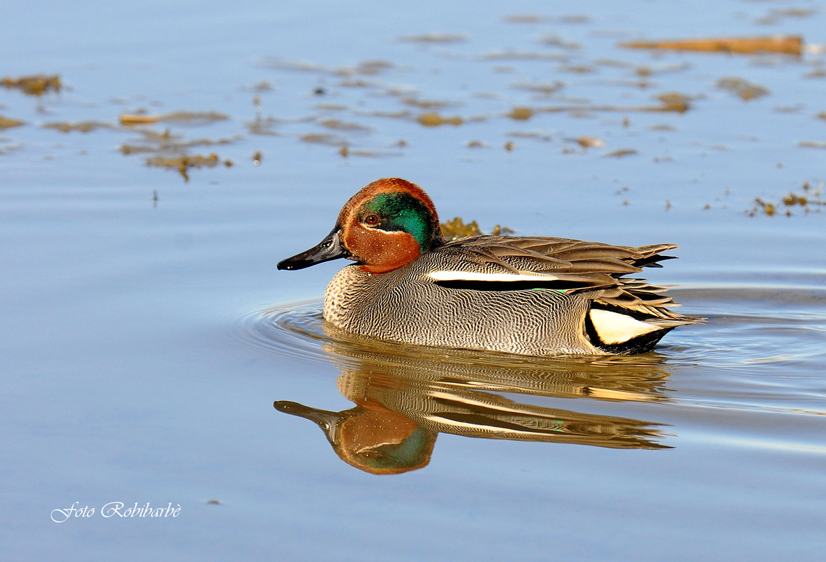 Alzavola allo specchio...