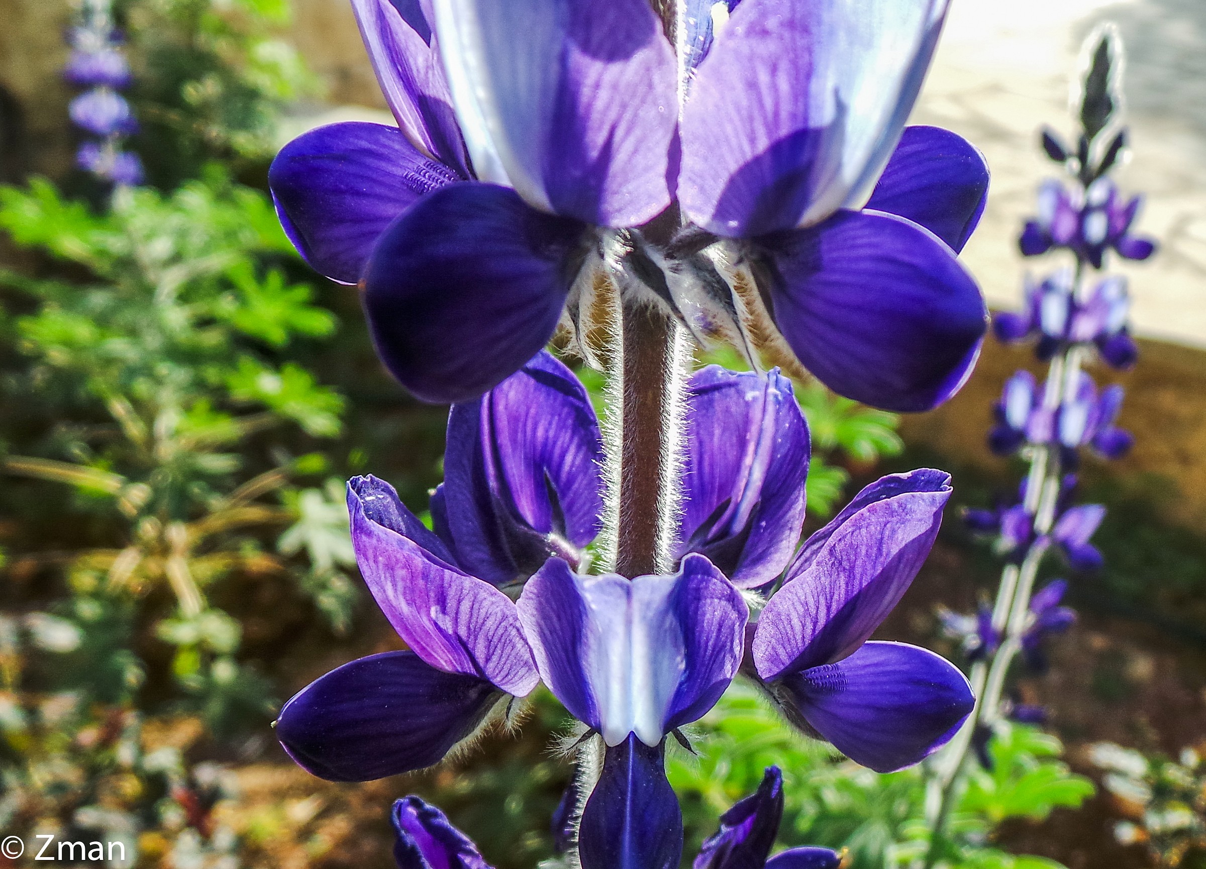 Particolare di un fiore Lupin