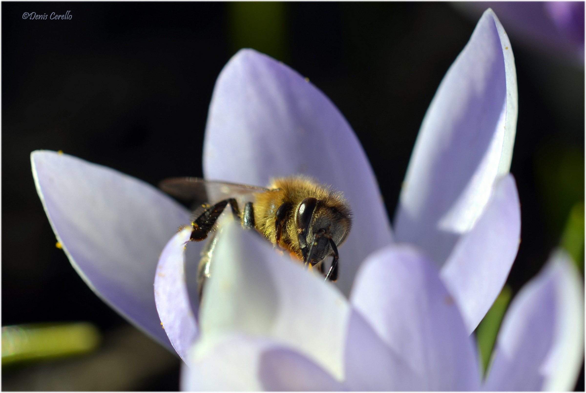 il risveglio della primavera 1