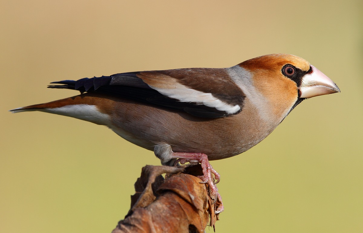 Hawfinch