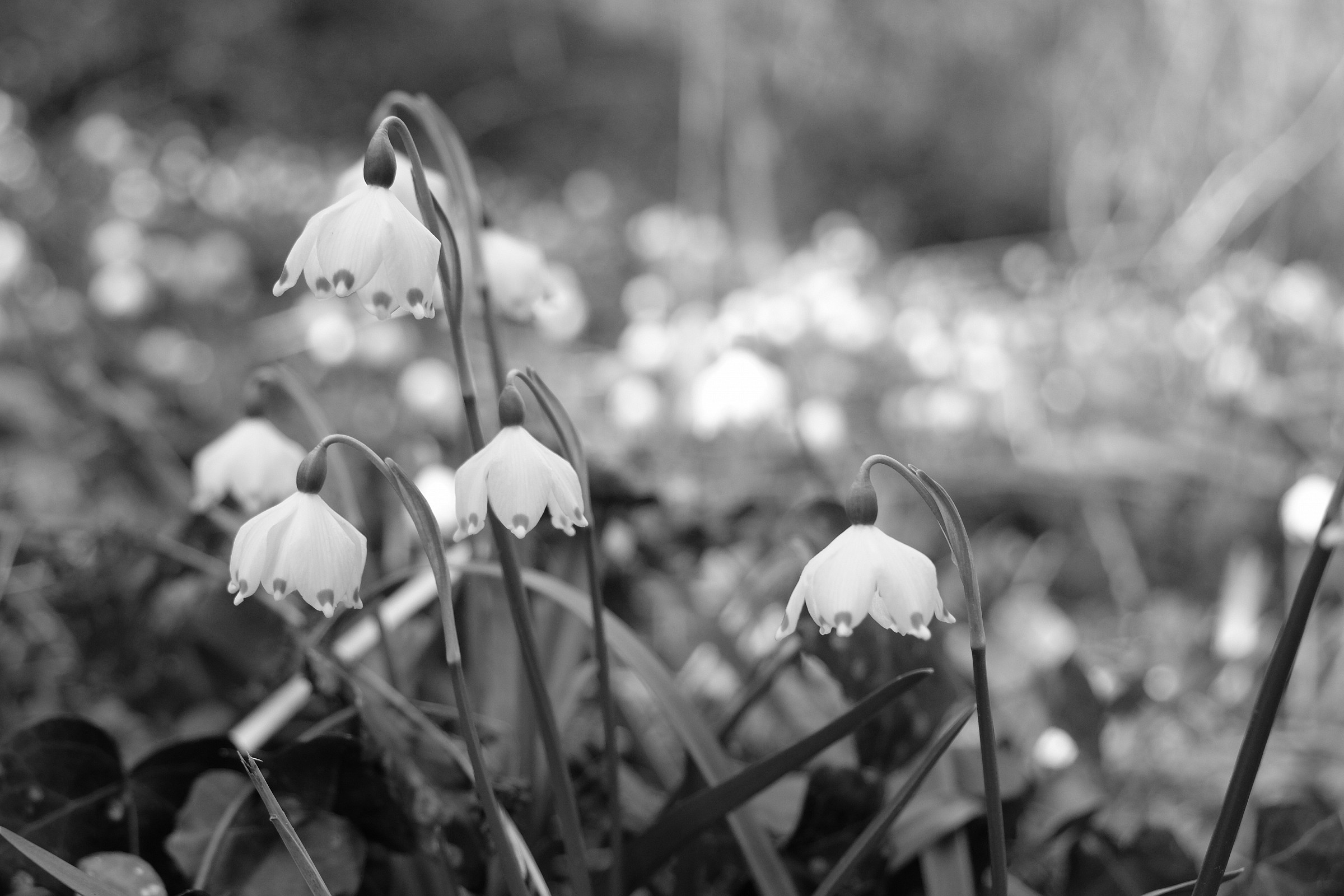 Primavera in anticipo