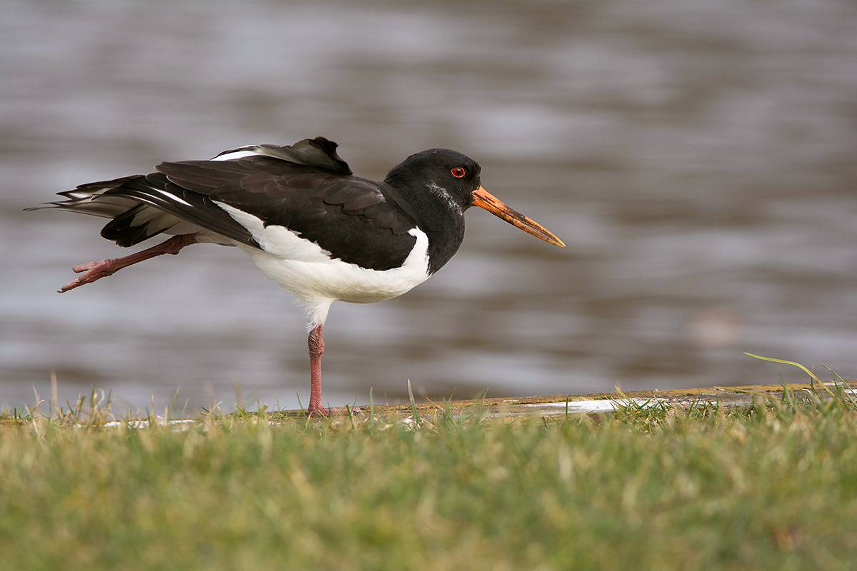Haematopus ostralegus