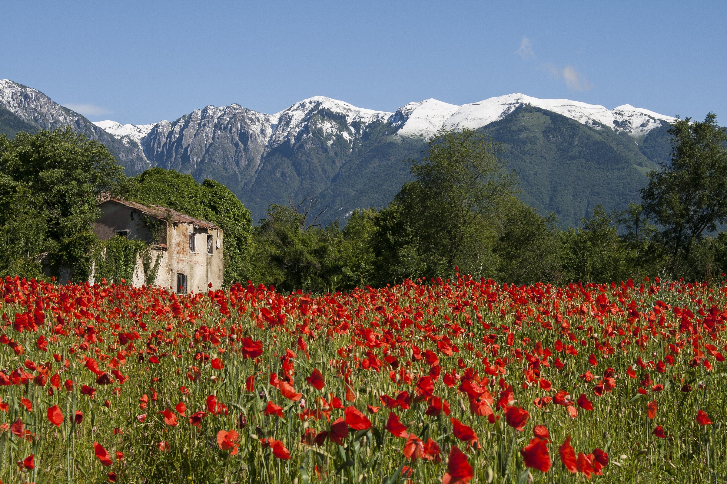Snow and poppies