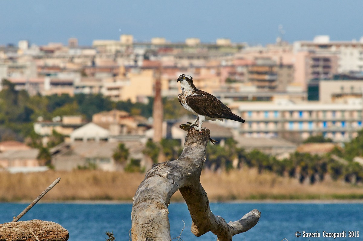 Il falco e la città