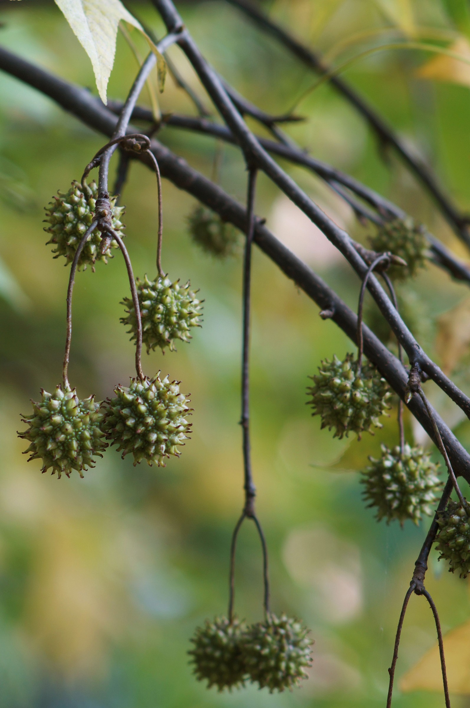 Infruttescenze di Liquidambar - 1