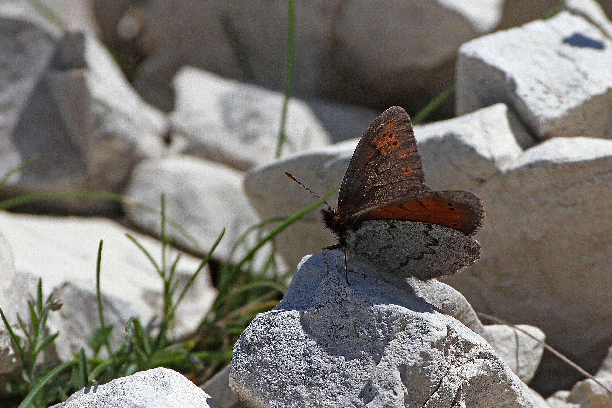 Erebia pandrose