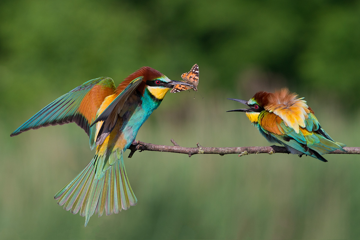 give me that butterfly!