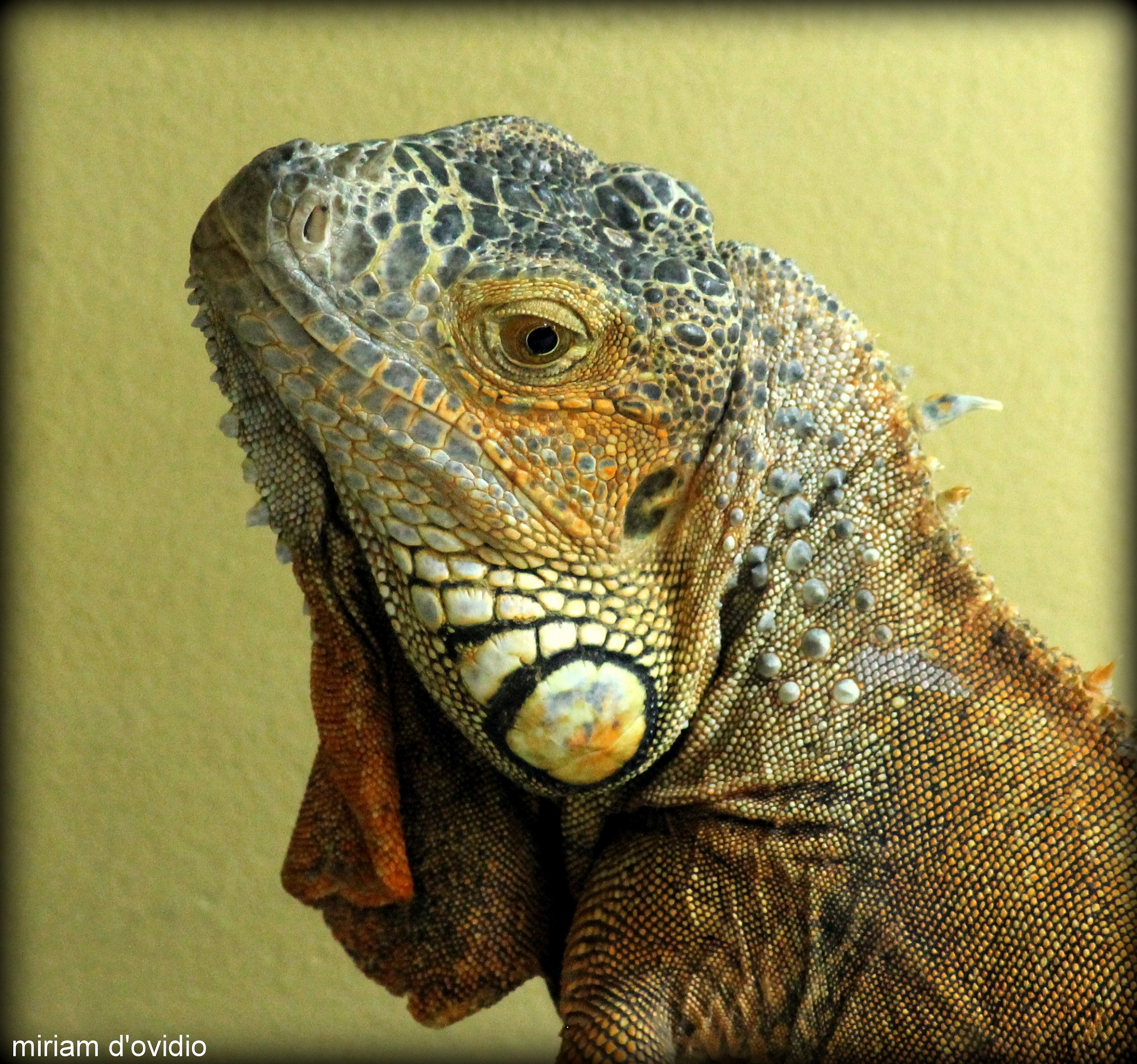 iguana
