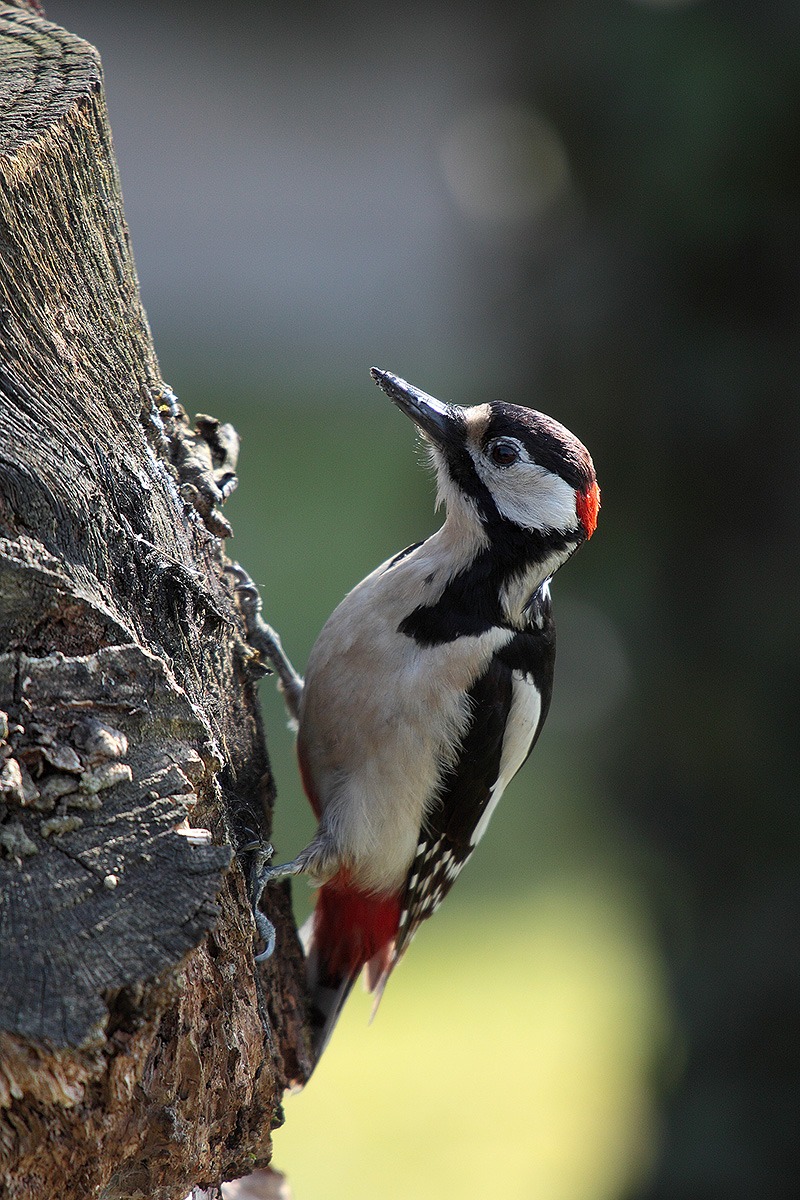 picchio rosso maggiore