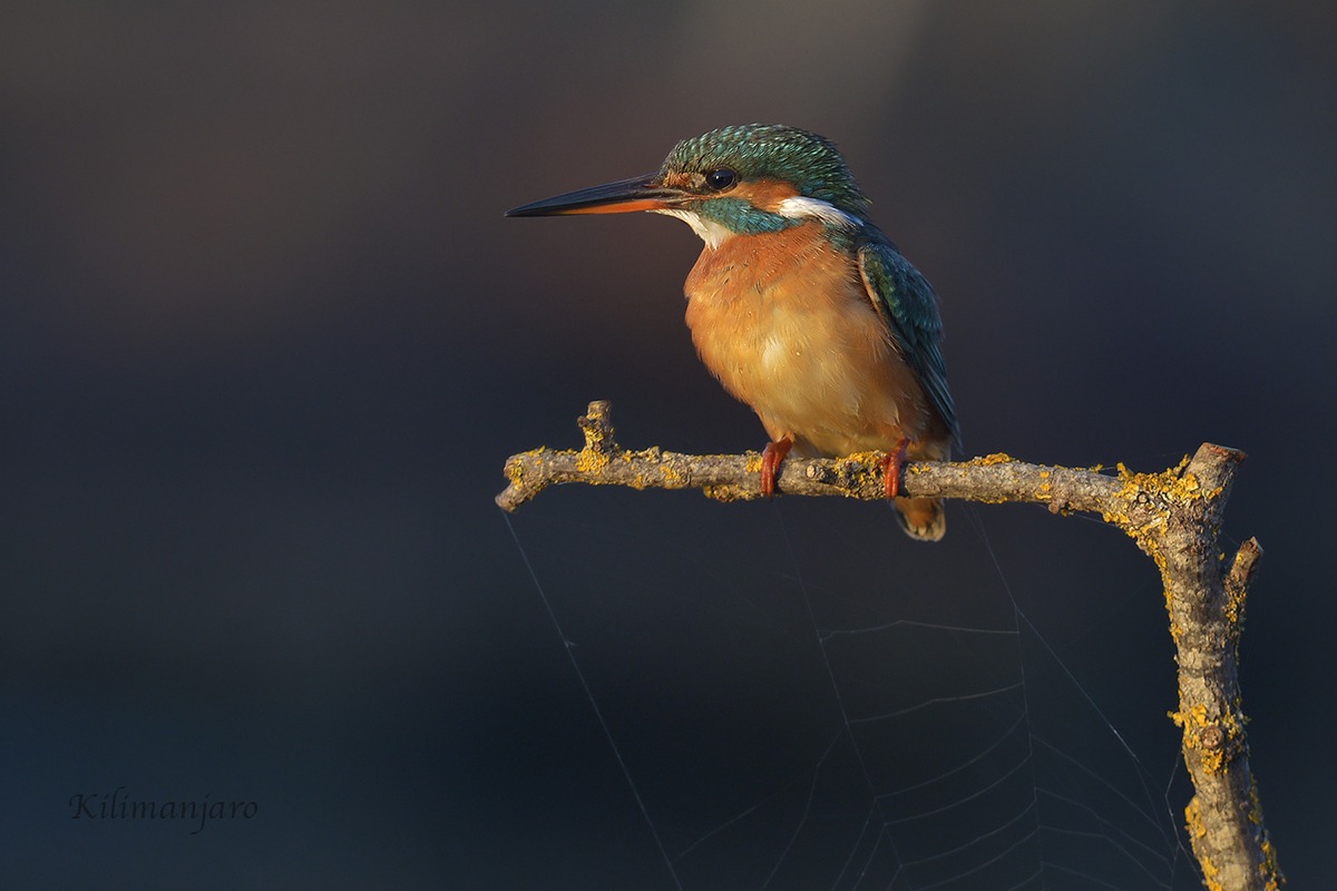Martino with spider web