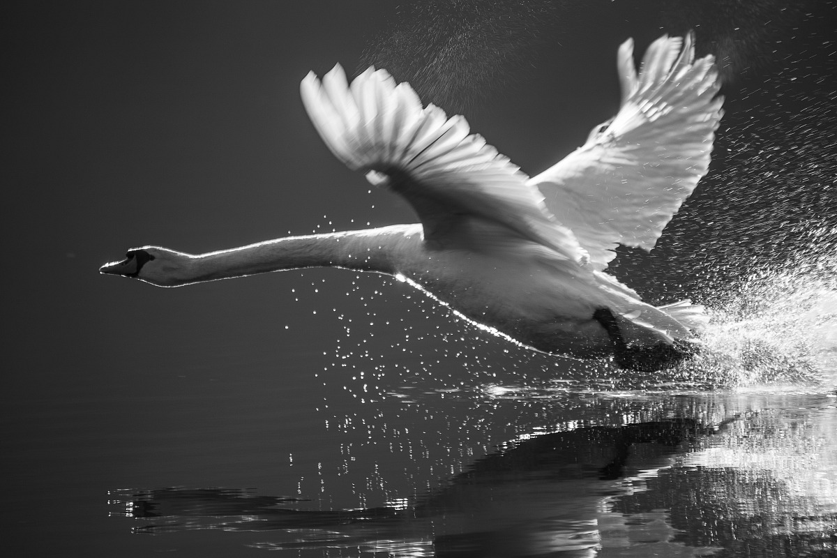 Il decollo del cigno