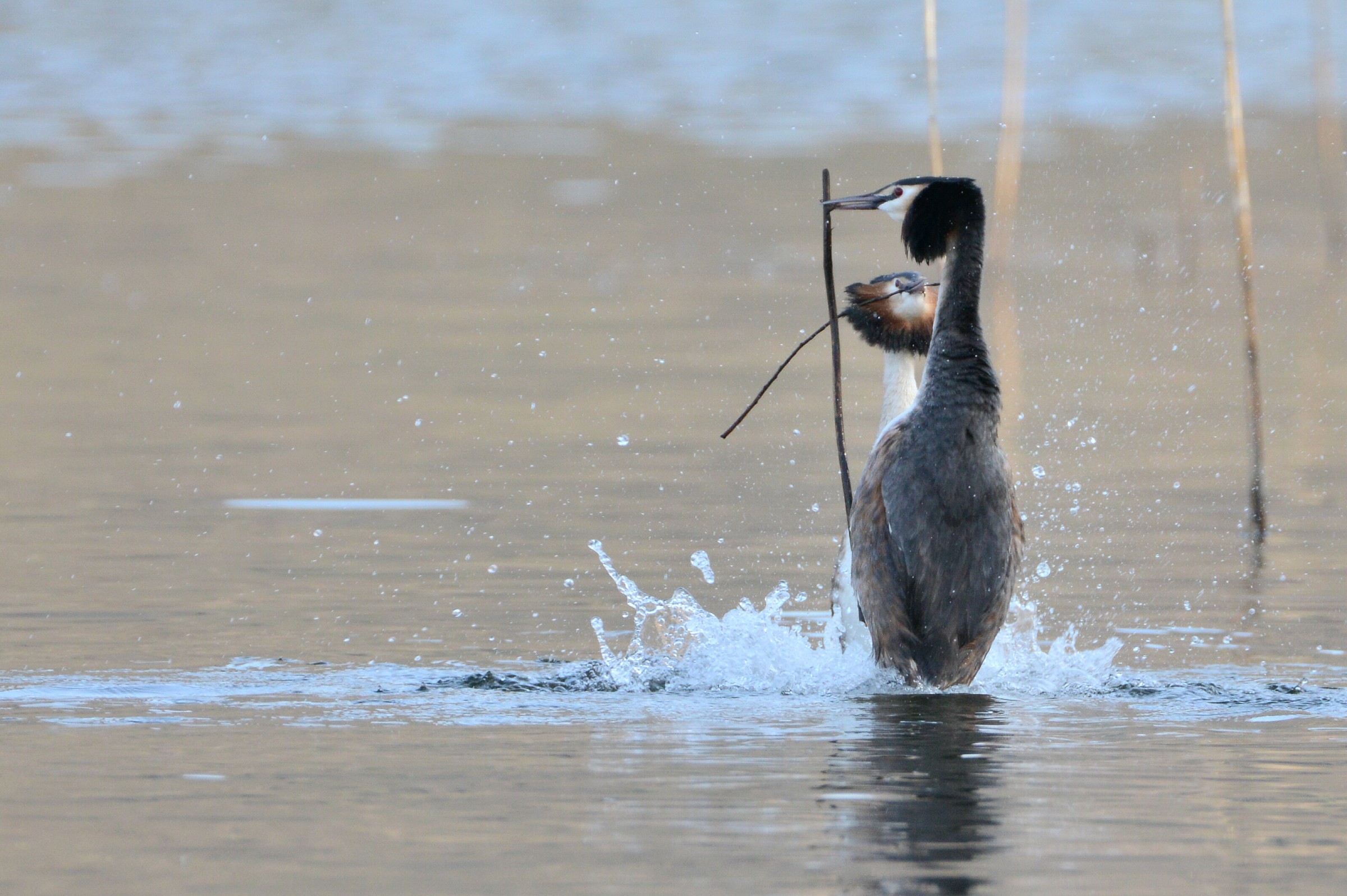 grebes and the exchange of the gift