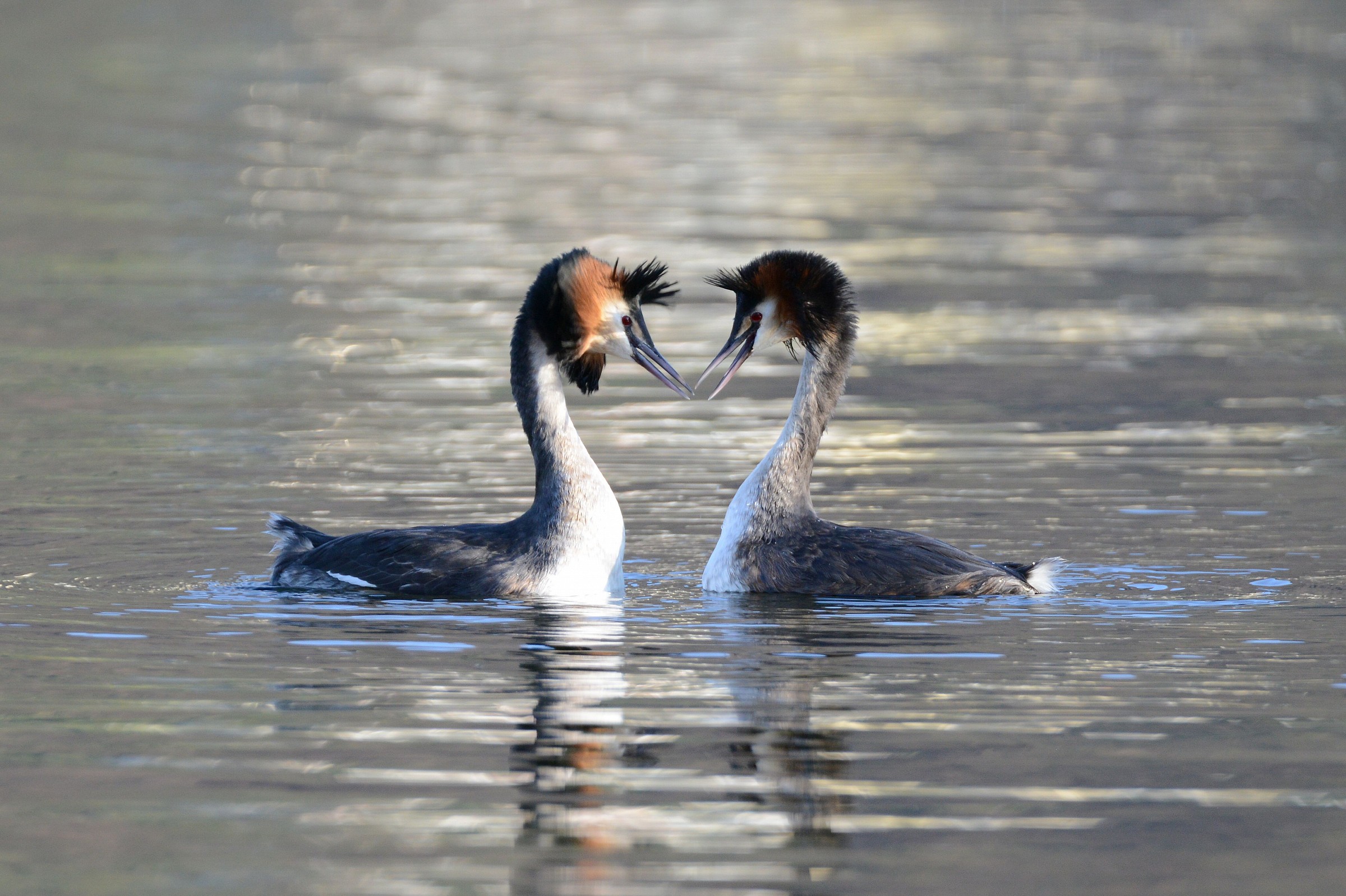 courtship between loons