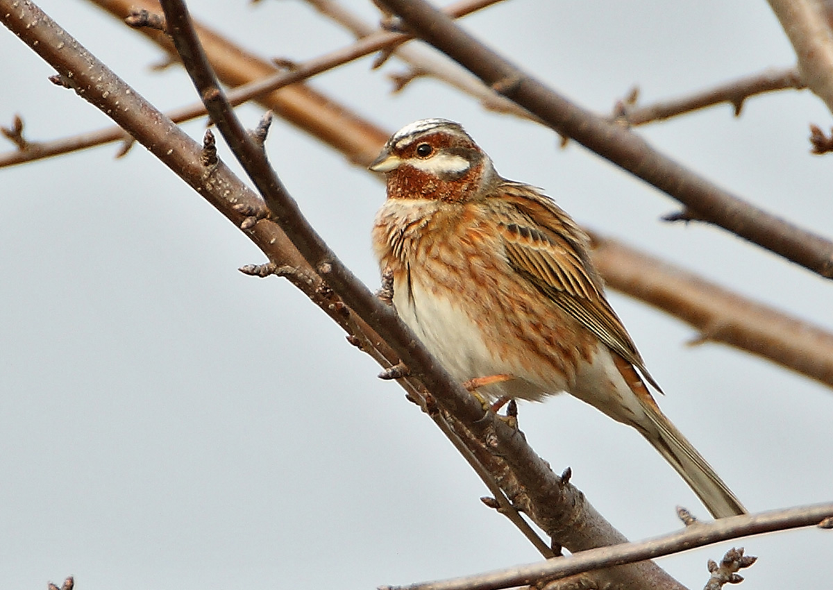 Red-throated Bunting