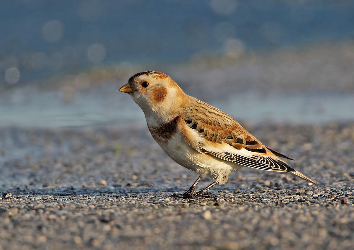 Snow Bunting