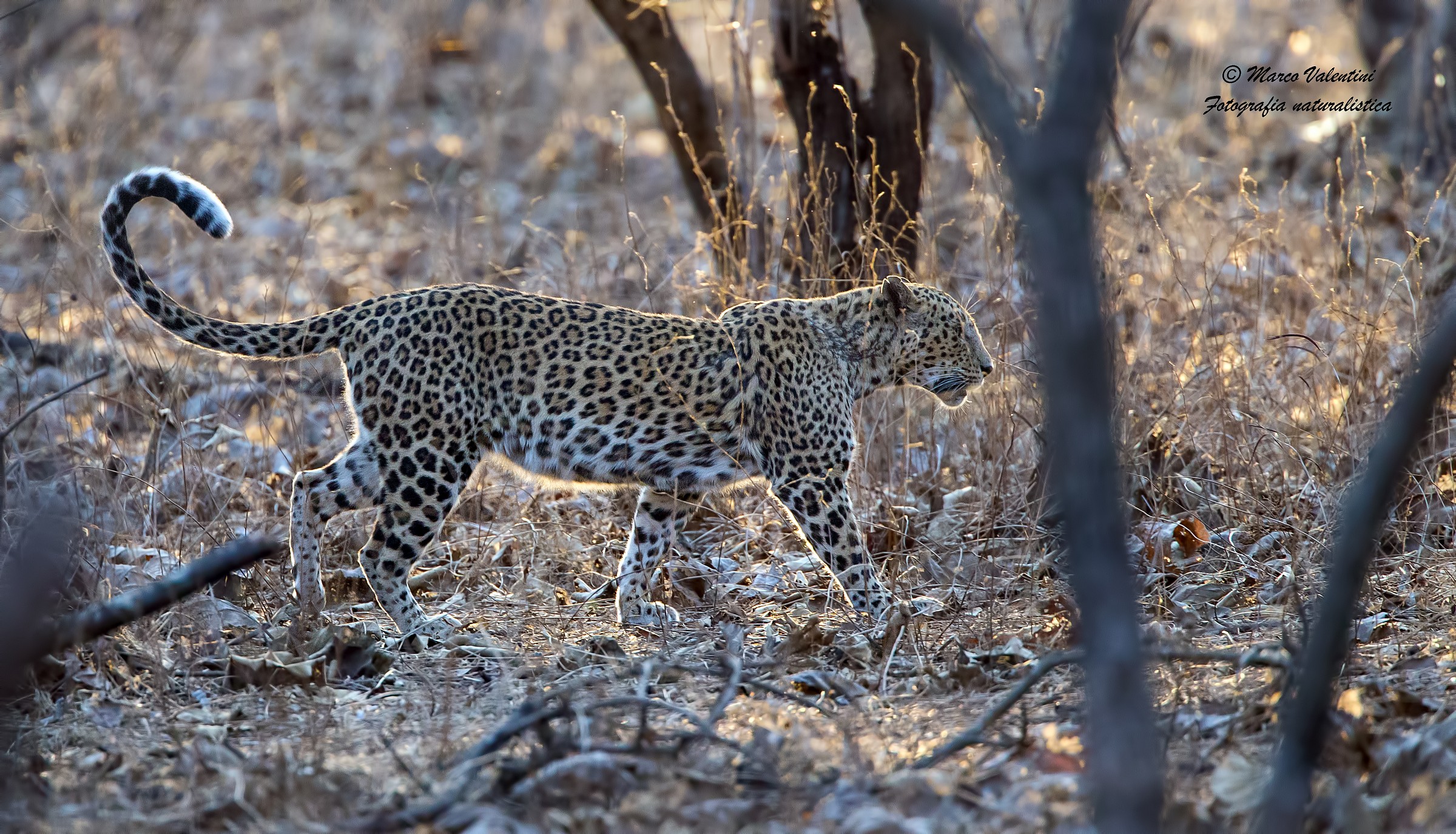 Indian Leopard