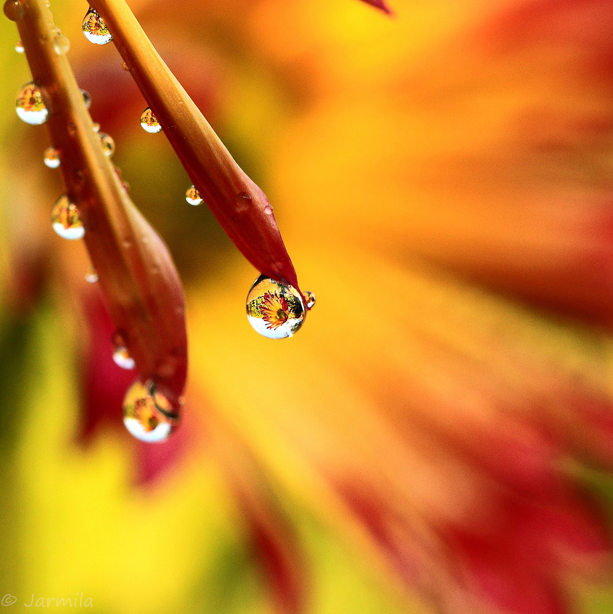 Playing with drops of water
