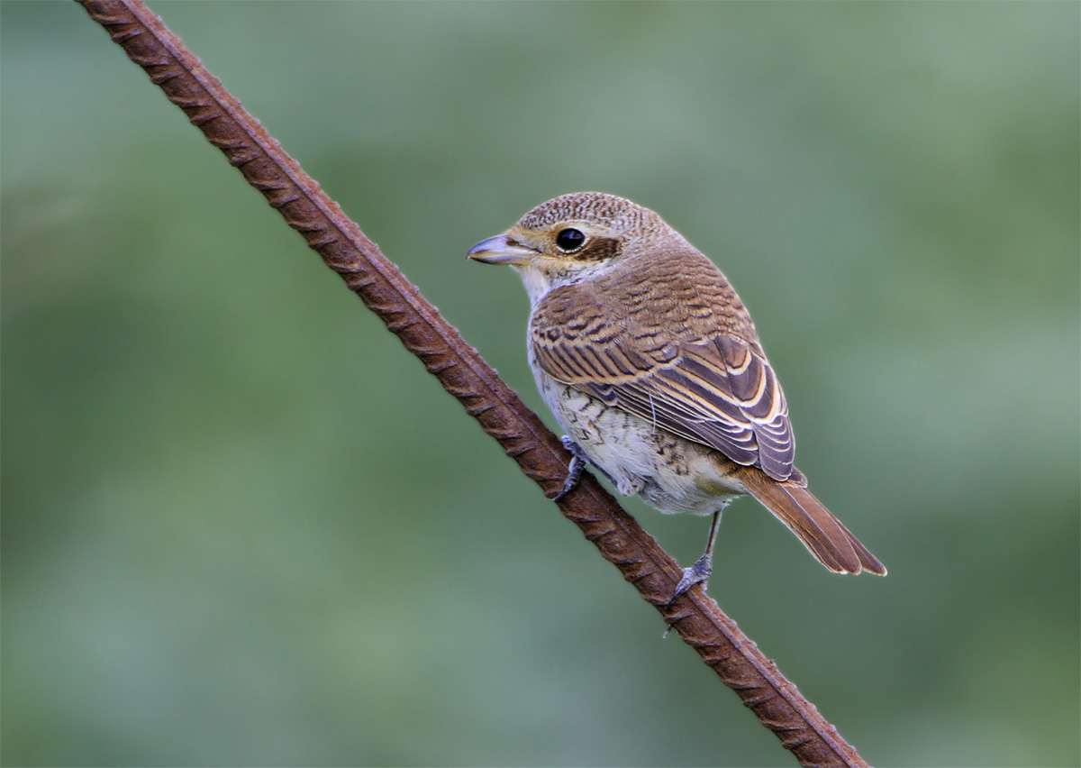 Small Shrike