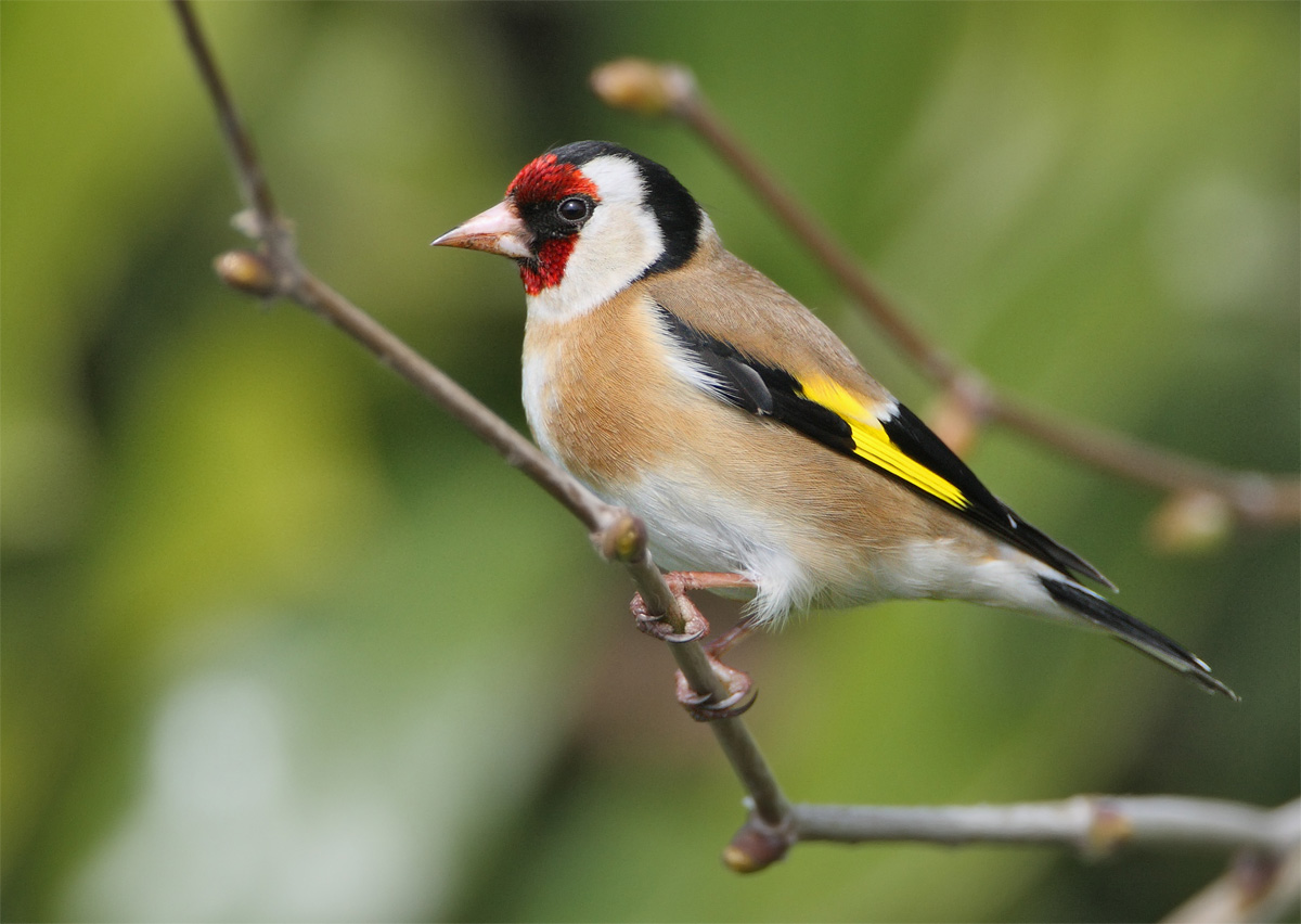 Goldfinch