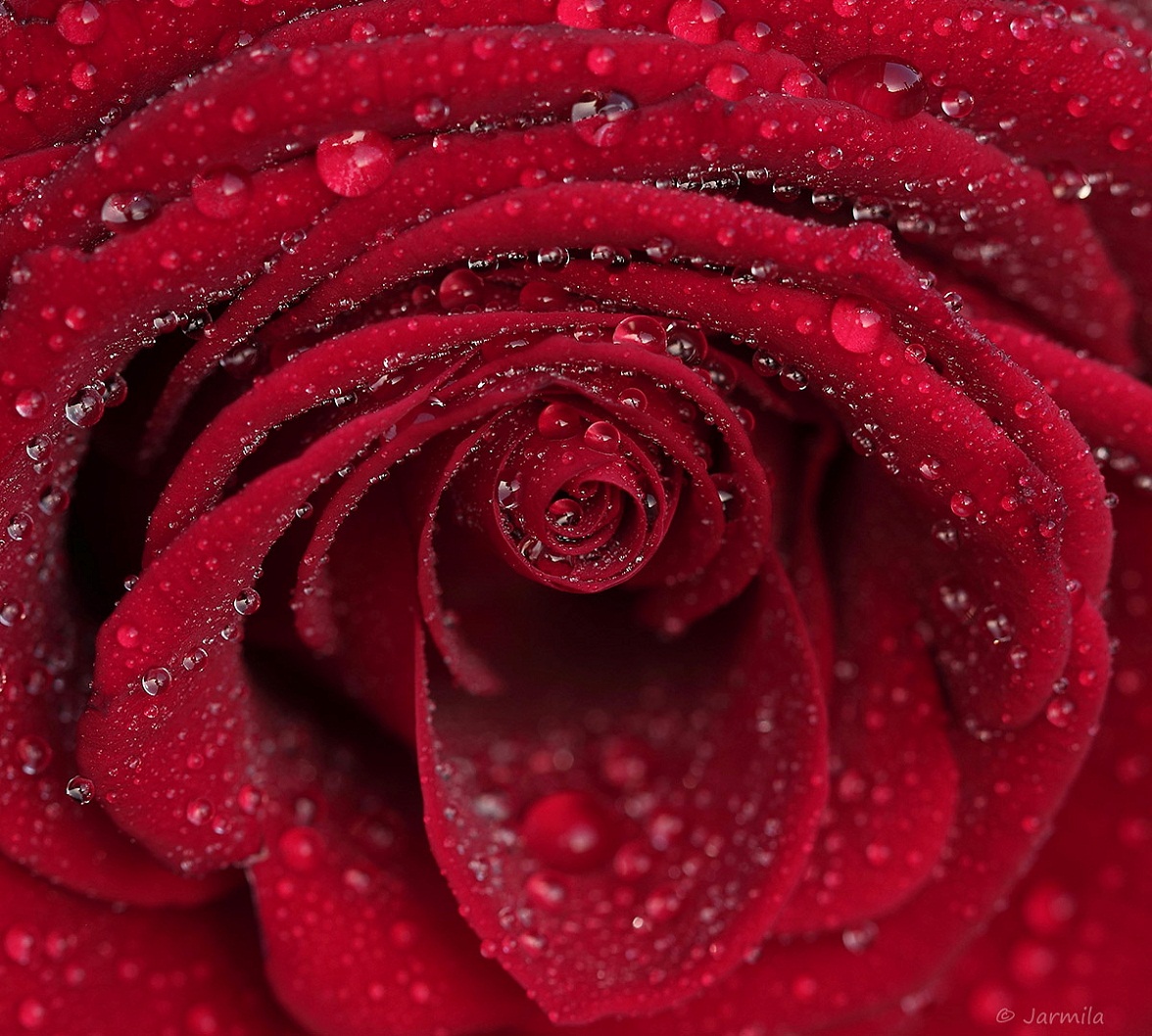 il cuore di una rosa rossa