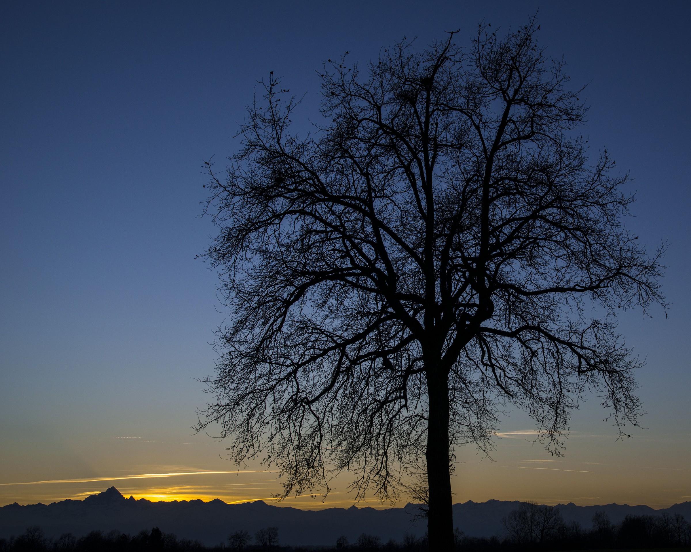 l' albero e il Monviso!