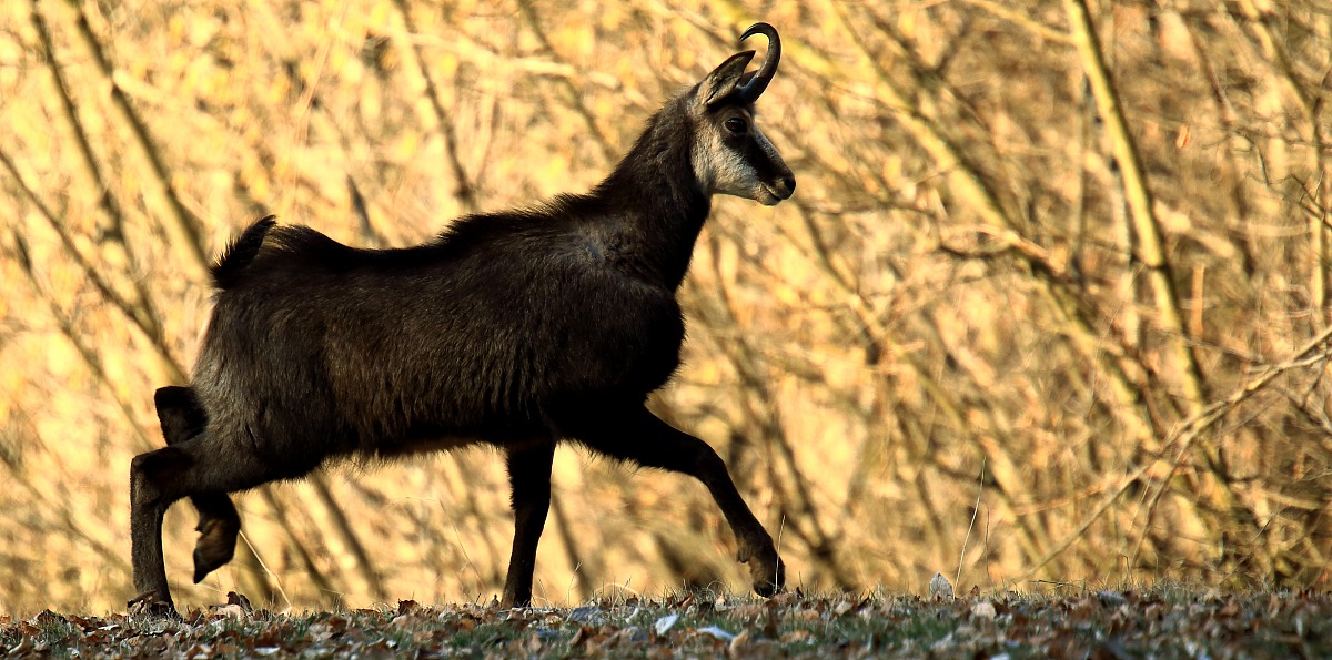 Il cammino del camoscio...